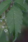 Water hemlock